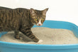 Cat Litter
